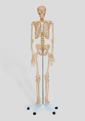 180cm Tall Plastic Skeleton